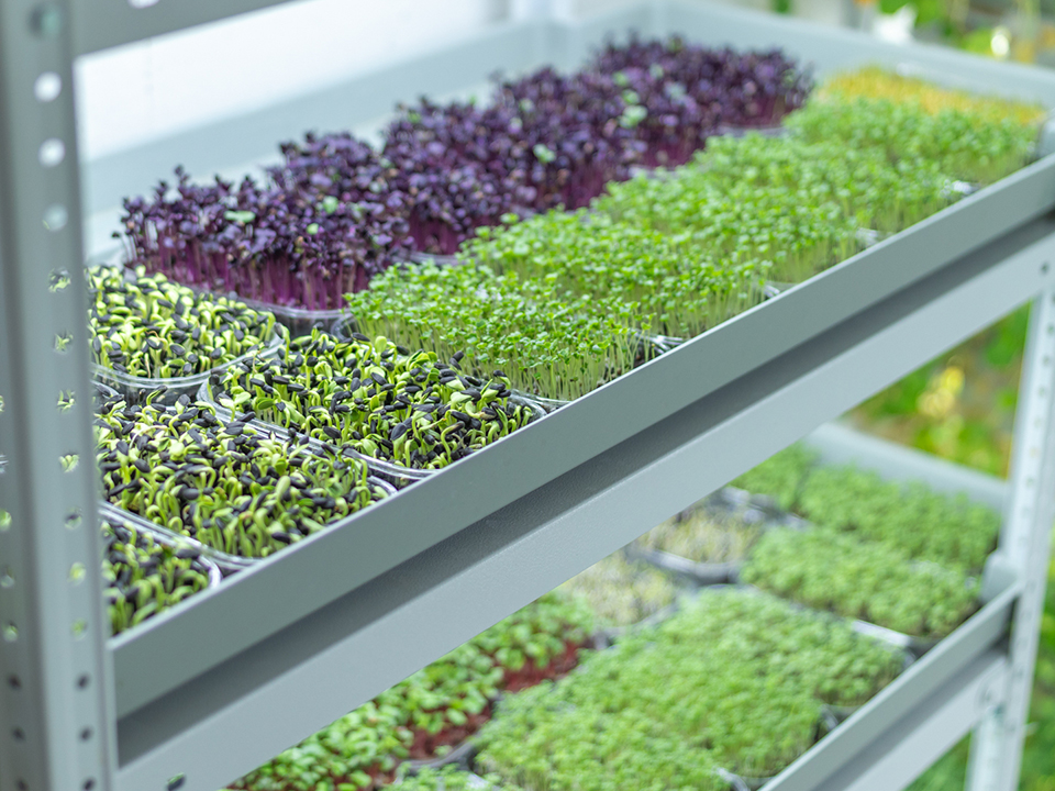 Лотки с микрозеленью